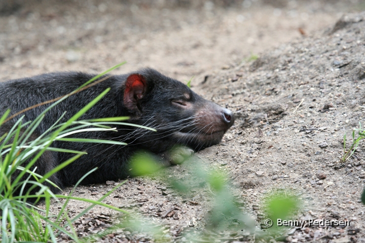 Tasmansk pungdjavel 2.jpg - Tasmansk pungdjævel (Sarcophilus harrisii )